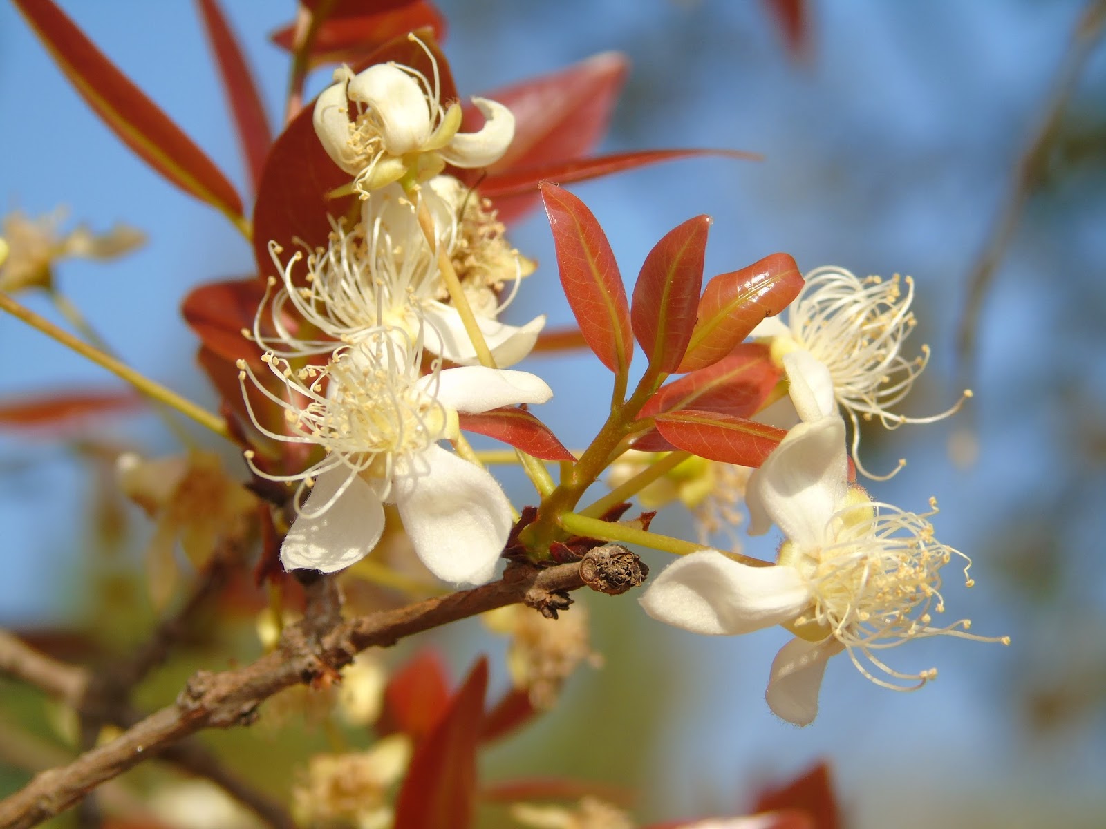 Flor de Cagaita.jpeg